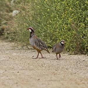 Red legged Partridge pair, male on right