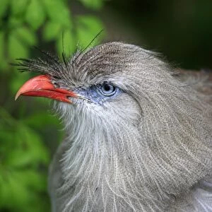 Red-legged Seriema (Cariama cristata) adult, close-up of head (captive)
