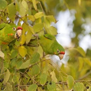 Red-masked Parakeet (Aratinga erythrogenys) introduced species, two adults, feeding on fruit in tree, Barcelona