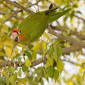 Red-masked Parakeet (Aratinga erythrogenys) introduced species, adult, feeding on fruit in tree, Barcelona, Catalonia