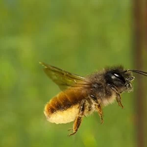 Red Mason Bee (Osmia rufa) adult female, in flight, carrying load of pollen to nesthole, Powys, Wales, May