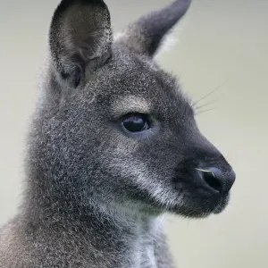 Red-necked Wallaby (Macropus rufogriseus) adult, close-up of head Red-necked Wallaby (Macropus rufogriseus) adult, close-up of head