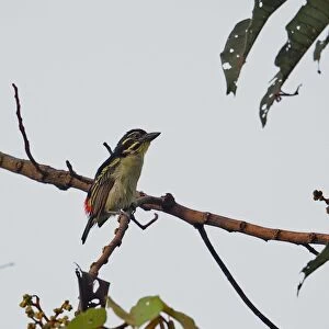 Red-rumped Tinkerbird (Pogoniulus atroflavus) adult, perched on branch, Abrafo Village Forest, Ghana, February