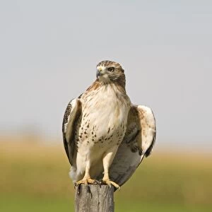 Red-tailed Hawk (Buteo jamaicensis) immature, perched on post, North Dakota, U. S. A. september