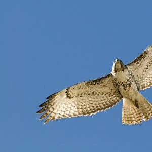 Red-tailed Hawk (Buteo jamaicensis) juvenile, in flight, New Mexico, U. S. A. january