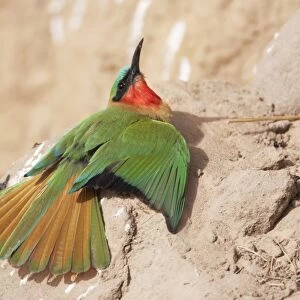 Red-throated Bee-eater (Merops bullocki) adult, sunbathing, Gambia, February