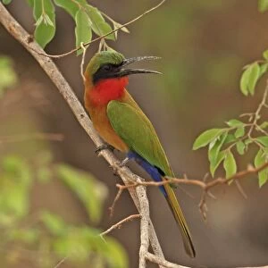 Red-throated Bee-eater (Merops bullocki bullocki) adult, panting, perched on twig, Mole N. P. Ghana, February
