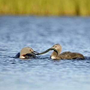 Red-throated Diver (Gavia stellata) adult, breeding plumage, feeding chick with fish on water, Iceland, June