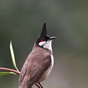 Red-whiskered Bulbul (Pycnonotus jocosus) adult, perched on stem, Hong Kong, China, march