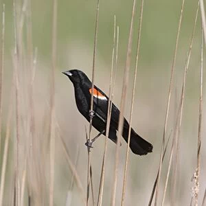 Red-winged Blackbird (Agelaius phoeniceus) adult male, perched on stem, North Dakota, U. S. A. June