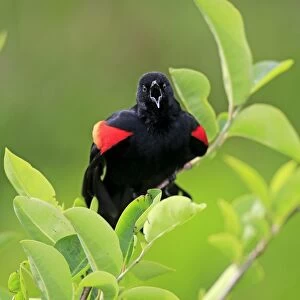Red-winged Blackbird (Agelaius phoeniceus) adult male, singing, perched on twig, Wakodahatchee Wetlands, Delray Beach