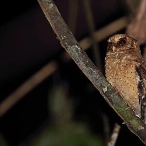 Reddish Scops-owl (Otus rufescens rufescens) adult, perched on branch, Way Kambas N. P