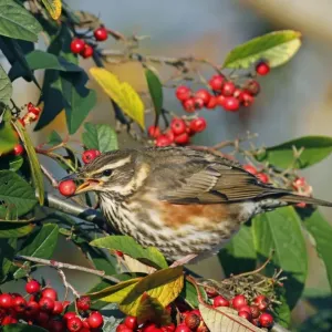 Redwing (Turdus iliacus) adult, feeding on cotoneaster berry, Wakehurst, Ardingly, West Sussex, England, december Redwing (Turdus iliacus) adult, feeding on cotoneaster berry, Wakehurst, Ardingly, West Sussex, England, december