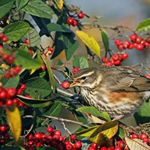 Redwing (Turdus iliacus) adult, feeding on cotoneaster berry, Wakehurst, Ardingly, West Sussex, England, december