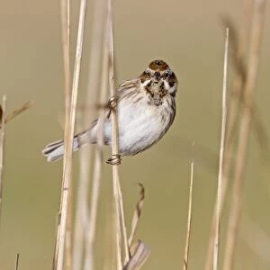 Reed Bunting (Emberiza schoeniclus) juvenile male, perched on reed stem, Suffolk, England, february