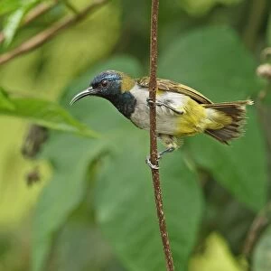Reichenbachs Sunbird (Anabathmis reichenbachii) adult male, perched on stem, near Ankasa Reserve, Ghana, February