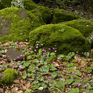 Repand Cyclamen (Cyclamen repandum) flowering mass, growing in rocky woodland on basalt plateau, Giara di Gesturi