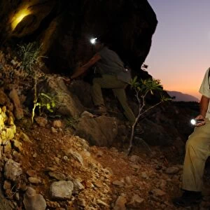 Researchers exploring desert during night survey, Socotra, Yemen, march