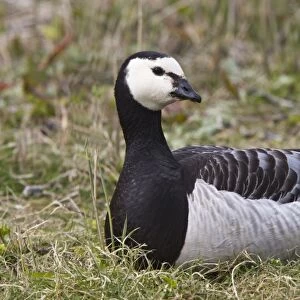 resting Barnacle Goose at Minsmere Suffolk