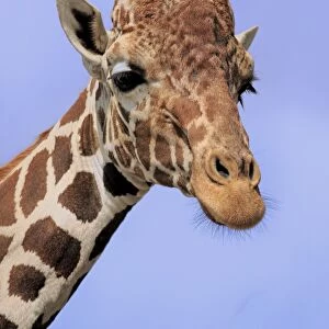 Reticulated Giraffe (Giraffa camelopardalis reticulata) adult, close-up of head and neck (captive)