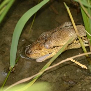 Reticulated Python (Python reticulatus) adult, close-up of head, drinking, Bali, Lesser Sunda Islands, Indonesia