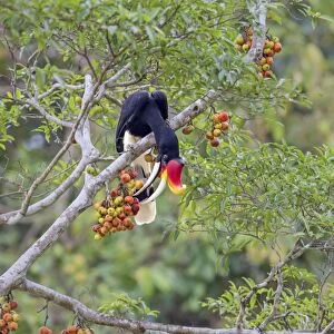 Rhinoceros Hornbill (Buceros rhinoceros borneoensis) adult male, feeding on fruit in fig tree, Malaysian Borneo