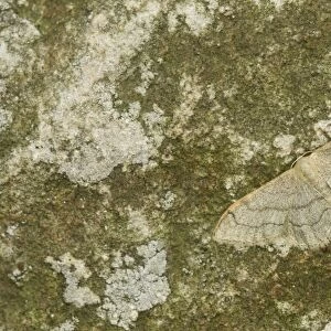 Riband Wave Moth (Idaea aversata) adult, resting on rock, Sheffield, South Yorkshire, England, July