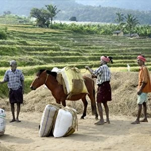 Rice (Oryza sativa) crop, grain filled sacks being lifted and loading onto ponies, Kanthalloor, Marayur