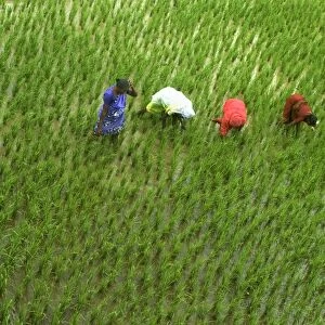 Rice (Oryza sativa) crop, woman pulling weeds from paddyfield, Kanyakumari, Tamil Nadu, India