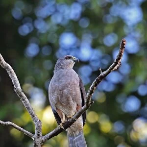 Ridgways Hawk (Buteo ridgwayi) adult male, perched on branch, Los Haitises N. P. Dominican Republic, January