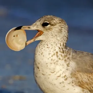 Ring-billed Gull (Larus delawarensis) juvenile, with clam in beak, close-up of head, Florida, U. S. A Ring-billed Gull (Larus delawarensis) juvenile, with clam in beak, close-up of head, Florida, U. S. A