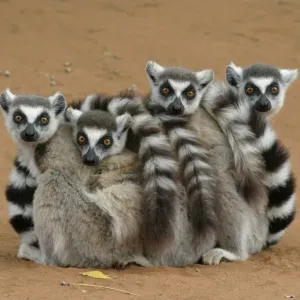 Ring-tailed Lemur (Lemur catta) four adults, sitting on ground, huddled together, Berenty, Madagascar Ring-tailed Lemur (Lemur catta) four adults, sitting on ground, huddled together, Berenty, Madagascar