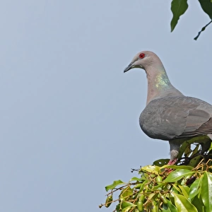 Ring-tailed Pigeon (Patagioenas caribaea) adult, perched on fruiting tree, Port Antonio, Jamaica, april