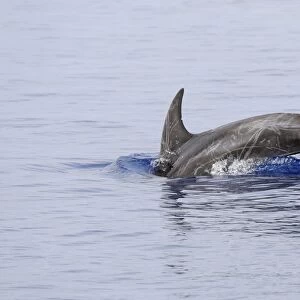 Rissos Dolphin (Grampus griseus) adult, scarred individual, diving, Maldives, march