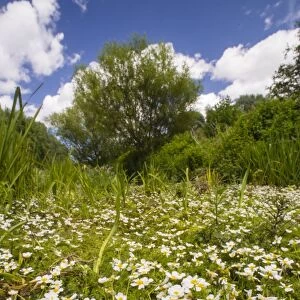 River Water-crowfoot (Ranunculus fluitans) flowering mass, growing in river habitat, Little Stour River, Canterbury