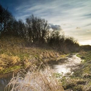 Riverbank habitat on river tributary, Little Stour, Canterbury, Kent, England, January