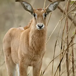 Roan Antelope (Hippotragus equinus) calf, standing in dry woodland, Fatalah Reserve, Senegal, january Roan Antelope (Hippotragus equinus) calf, standing in dry woodland, Fatalah Reserve, Senegal, january