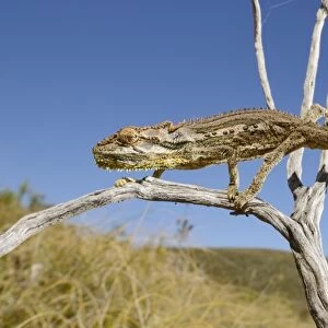 Robertson Dwarf Chameleon (Bradypodion gutturale) adult, climbing on twig, Western Cape, South Africa, February