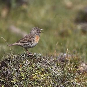 Robin Accentor (Prunella rubeculoides) adult, singing, standing on tussock, Qinghai Province, China, august