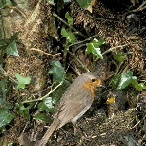 Robin Erithacus rubecula at nest feeding young