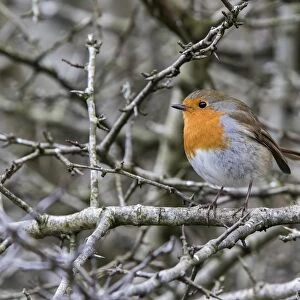 Robin on Hawthorn hedge, winter