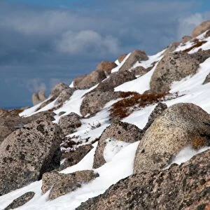 Rock Ptarmigan (Lagopus mutus) adult female, winter plumage, camouflaged on snow amongst boulders on mountain slope