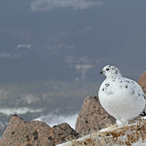 Rock Ptarmigan (Lagopus mutus) adult female, white winter plumage, standing on snow amongst rocks, Cairngorms N. P