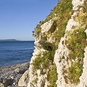 Rock Samphire (Crithmum maritimum) growing on cliff habitat above high tideline, Isle of Portland in distance