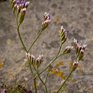 Rock Sea-lavender (Limonium procerum ssp. devoniense) flowering, growing in coastal limestone rocks, Berry Head N. N. R