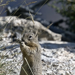 Rock Squirrel eating grass seeds - Utah USA