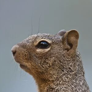 Rock Squirrel, Utah America