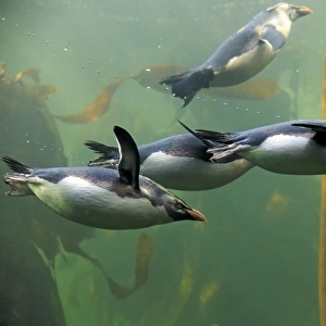 Rockhopper Penguin (Eudyptes chrysocome) four adults, swimming in kelp forest, South Africa, June (captive)