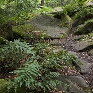 Rocks in deciduous woodland habitat, Padley Woods, Padley Gorge, Peak District, Derbyshire, England, july