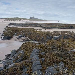 Rocks and seaweed on beach, with Bamburgh Castle in distance, Bamburgh, Northumberland, England, july